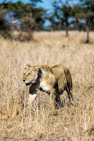TZA MAR SerengetiNP 2016DEC24 LemalaEwanjan 043